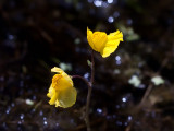 Bladderwort