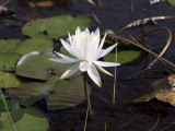 White Water Lily