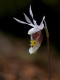 Calypso Orchid