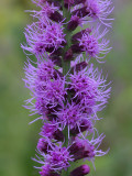 Blazing Star