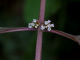 Northern Bugleweed