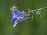 Common Skullcap