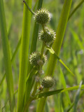 Bur-reed