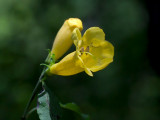 Yellow False Foxglove