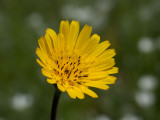 Goatsbeard