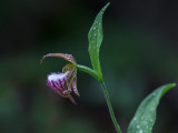 Ram's Head Lady's Slipper Orchid