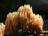 Straight-branched Coral Fungus