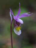 Calypso Orchid