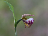 Rams Head Ladys Slipper Orchid