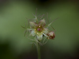 Naked Miterwort