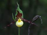  Northern Small Yellow Lady's Slipper Orchid