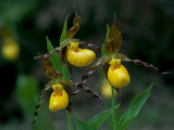 Northern Small Yellow Ladys Slipper Orchid