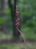 Autumn Coralroot Orchid