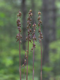 Autumn Coralroot Orchids