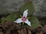 Painted Trillium