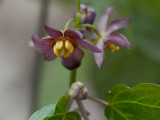 Blue Cohosh