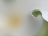White Trillium