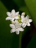 White Clintonia