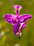Grass Pink Orchid with Dew
