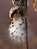 Milkweed Seed Pod