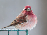 Purple Finch