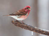 Purple Finch