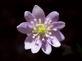 Sharp-Lobed Hepatica