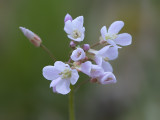 Purple Cress