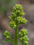 Swamp Saxifrage