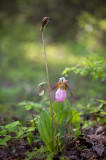 Pink Lady's Slipper Orchids