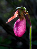 Pink Lady's Slipper Orchid
