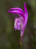 Arethusa Orchid