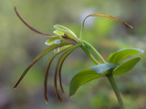 Large Whorled Pogonia Orchid