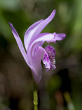 Pale Arethusa Orchid