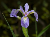 Blue Flag Iris