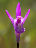 Arethusa Orchid