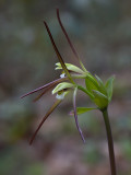 Large Whorled Pogonia Orchid