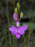 Grass Pink Orchid