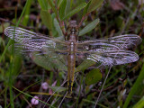 Teneral Painted Skimmer Dragonfly