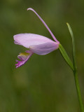 Rose Pogonia Orchid