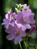 Musk Mallow