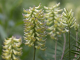 Canadian Milk Vetch