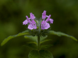 Wild Basil