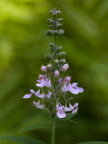 American Germander