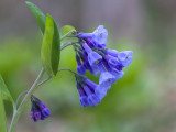 Virginia Bluebells