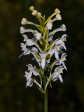 White-fringed Orchid