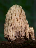 Straight-branched Coral Fungus