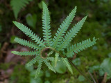 Cinnamon Fern Impersonating Maidenhair Fern