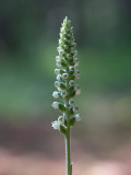 Downy Rattlesnake Plantain Orchid