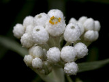 Pearly Everlasting